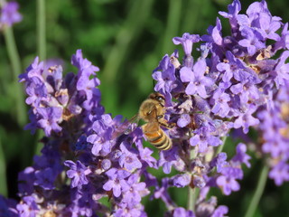 Honey bee on lavender
