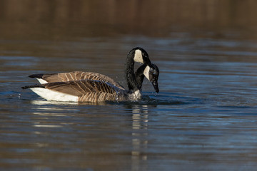 Canada goose (Branta canadensis) pair in spring