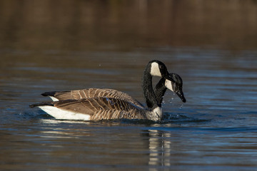 Canada goose (Branta canadensis) pair in spring