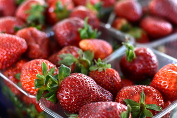 Strawberries Freshly Harvested. Fresh fruit, strawberry red. Strawberries background. Food background. Fresh organic berries macro. Fruit background.