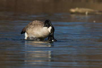 Canada goose (Branta canadensis) pair in spring