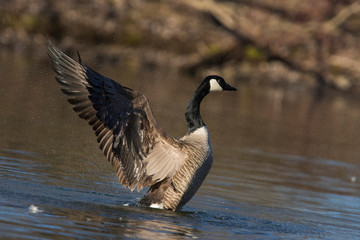Canada goose (Branta canadensis) pair in spring