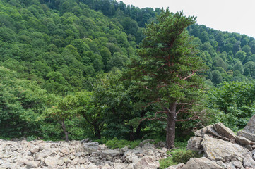 Fototapeta na wymiar A lone green coniferous tree in a mountain range against the background of a forest
