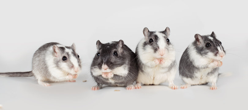 group of gerbils