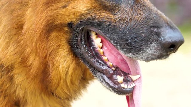 big close up portrait of a german shepherd