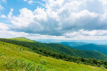 alpine meadows of mnt. runa, ukraine. coniferous forest in the distance. beautiful nature scenery of carpathian mountains in summer. cloudy weather