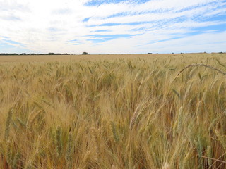 Golden wheat ears