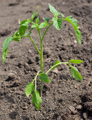 Tomato seedlings planted in soil, farming and growing tomatoes in open ground on the field.