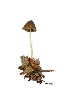 Parasola conopilus or conical brittlestem . Mushrooms isolated on white background.