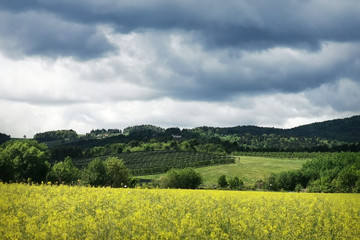 landscape with rape field and blue sky - 345410853