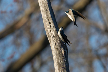 tree swallow (Tachycineta bicolor) nesting 