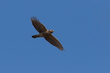 red-shouldered hawk in spring flying
