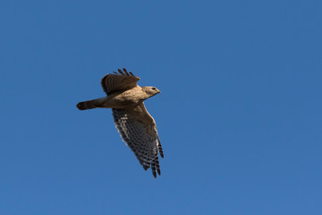 red-shouldered hawk in spring flying