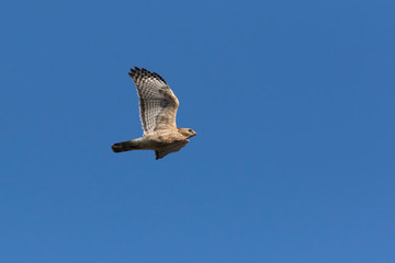 red-shouldered hawk in spring flying