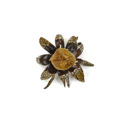 Geastrum rufescens fungus, commonly known as the rosy earthstar, isolated on white.