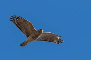 Fototapeta premium red-shouldered hawk in spring flying