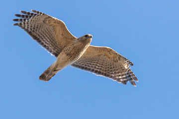Canada goose (Branta canadensis) pair in spring