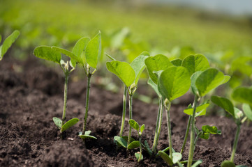 Field of young shoots of soy. Rows of soybean plants growing in a agriculture field. Selective focus.