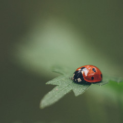 ladybug on green leaf