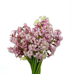 Spring bouquet of flowers isolated on white background. Blue Hyacinth flower bouquet, Hyacinthus orientalis and Yellow daffodil.