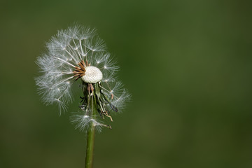 Over head view of a partially dispersed dandelion seed head