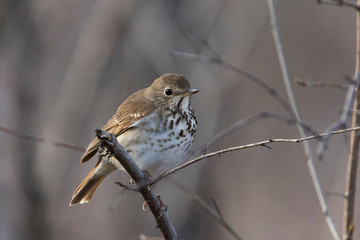  hermit thrush (Catharus guttatus) in spring