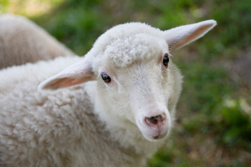 Portrait of cute little lamb.  Small sheep at the farm. Healthy agriculture. 