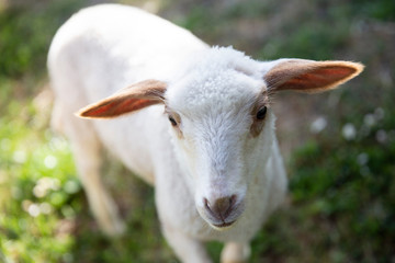 Portrait of cute little lamb.  Small sheep at the farm. Healthy agriculture. 