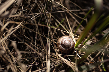 forest snail in the grass, macrophotography, life in the forest, yellow grass, last year. the view from the top.selective focus