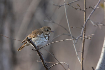  hermit thrush (Catharus guttatus) in spring