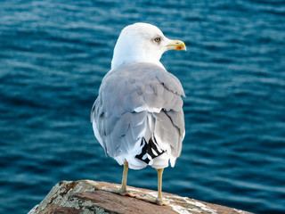 close-up seagull on the rock