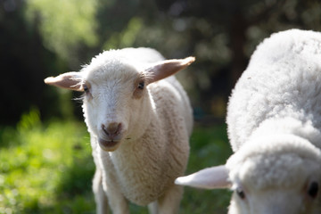 Two cute little lamb.  Small sheep at the farm. Healthy agriculture environment. Happy animal farm life. 