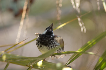 Male Spanish sparrow Passer hispaniolensis singing. Mogan. Gran Canaria. Canary Island. Spain.