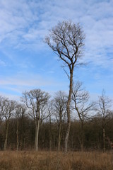 Wald, Bäume, Holz, Äste, Himmel, Wolken