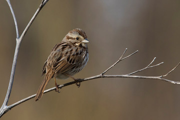 song sparrow (Melospiza melodia) in spring