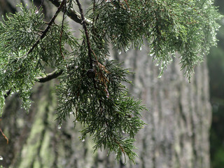 branches of evergreen tree with drops of water after rain close up