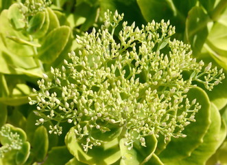 Green suculent plant. Showy stonecrop flower buds - Latin name - Hylotelephium spectabile (Sedum spectabile)