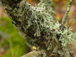 wild deciduous moss-covered Mediterranean forest with boulders and fallen trees