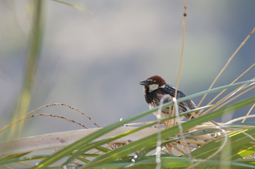 Male Spanish sparrow Passer hispaniolensis singing. Mogan. Gran Canaria. Canary Island. Spain.