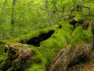 wild deciduous moss-covered Mediterranean forest with boulders and fallen trees