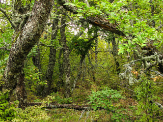 wild deciduous moss-covered Mediterranean forest with boulders and fallen trees