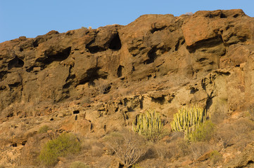 Cliff and Canary Island spurges Euphorbia canariensis. The Pardelas Ravine. The Nublo Rural Park. Mogan. Gran Canaria. Canary Islands. Spain.