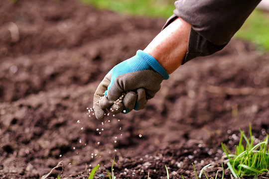 Senior woman hands applying fertilizer plant food to soil for flower and vegetable garden. Fertilizer and agriculture industry, development, economy and Investment growth concept.