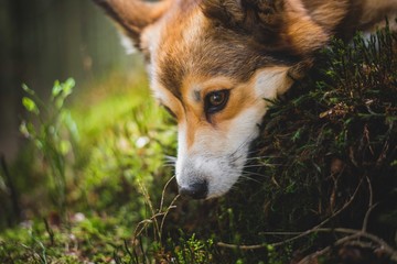 Welsh corgi pembroke dog portrait in a forest