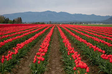 red tulips and mountains