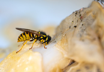Yellow Jacket or Vespula vulgaris, is an insect that is plague in several countries, it has very...