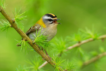Firecrest - Regulus ignicapilla small forest bird with the yellow crest singing in the dark forest, sitting on the larch branch, very small passerine bird in the kinglet family