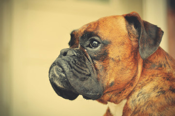 Boxer dog portrait