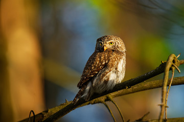 Eurasian Pygmy-Owl - Glaucidium passerinum sitting on the branch with the prey in the forest in summer. Small european owl with the green background