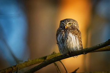 Eurasian Pygmy-Owl - Glaucidium passerinum sitting on the branch with the prey in the forest in summer. Small european owl with the green background